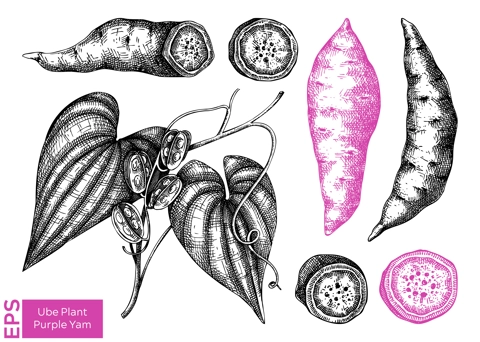 Purple Yam or Winged yam or Water yam sketches set. Vector illustration of Ube isolated on white background. Filipino cuisine ingredient, vegetarian products template design elements 